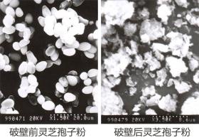 普萊申超微粉碎機(jī)，靈芝孢子粉破壁率超95%，撬動了靈芝市場